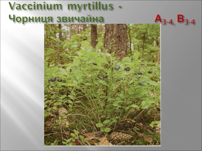 Vacсinium myrtillus -  Чорниця звичайна        